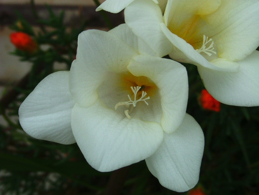 Fiore Bianco