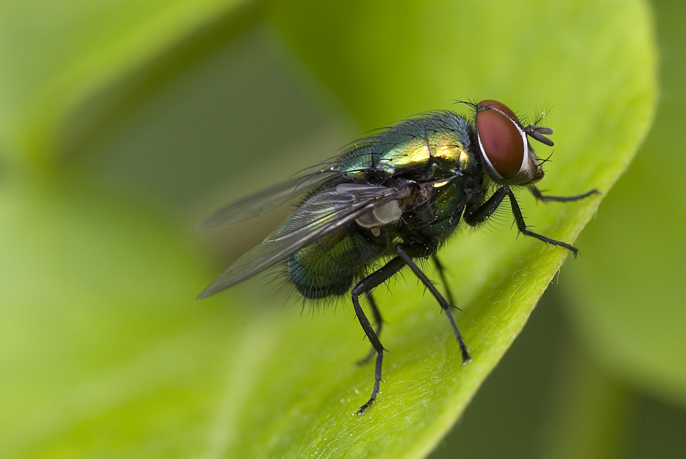 La mosca pi� bella del reame! :-)))