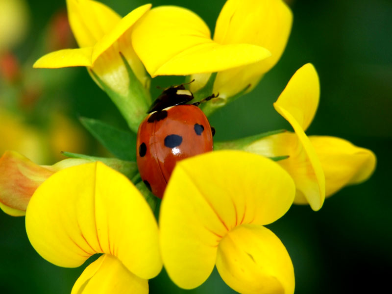 Coccinella in giallo