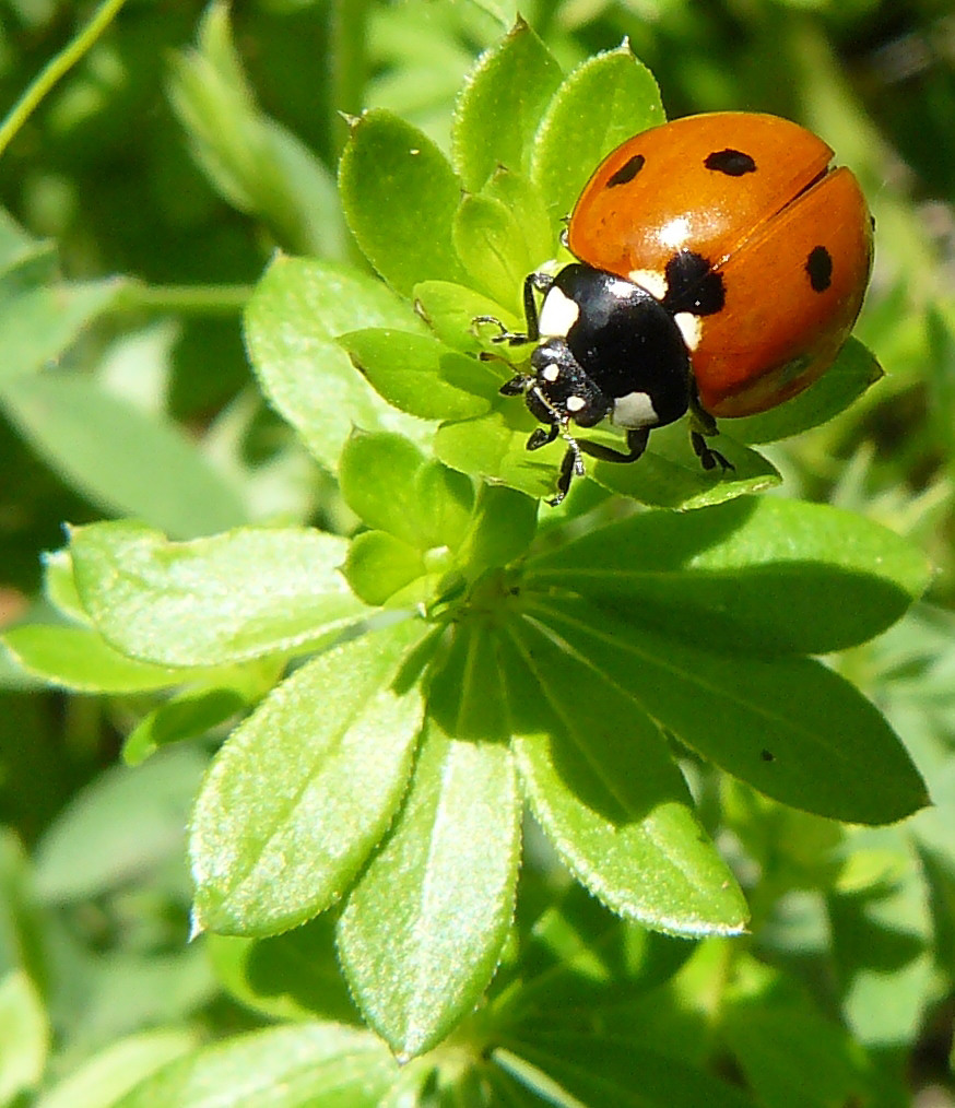 coccinella