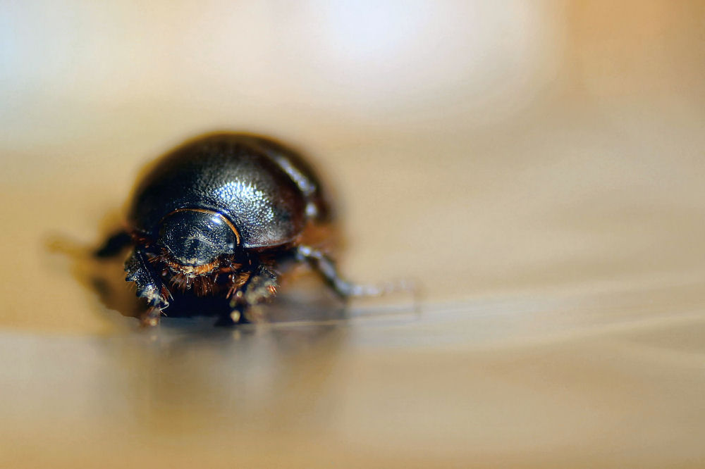 Mezzi pesanti in derapata