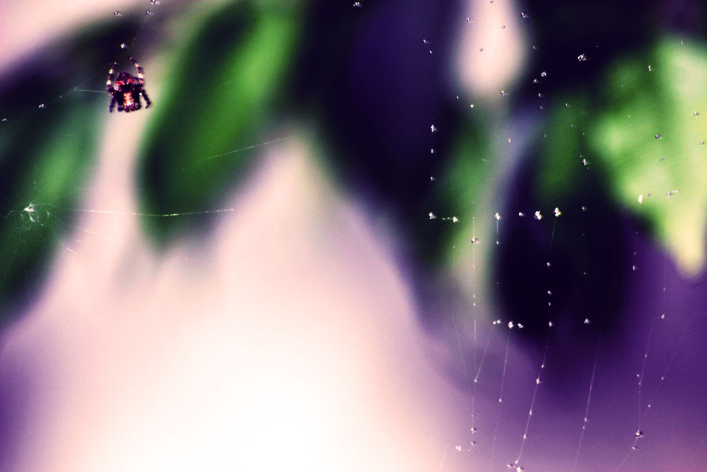 tentativo maco a ragno