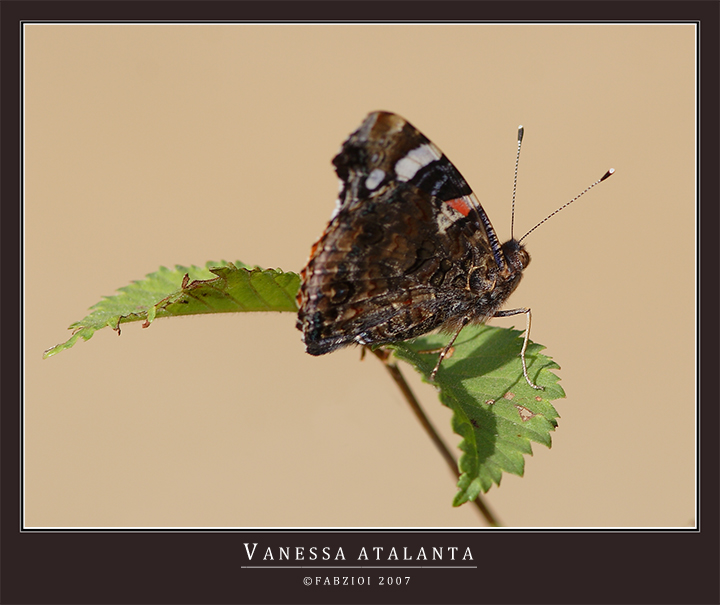 Sempre LEI in uno sfocato molto........particolare!