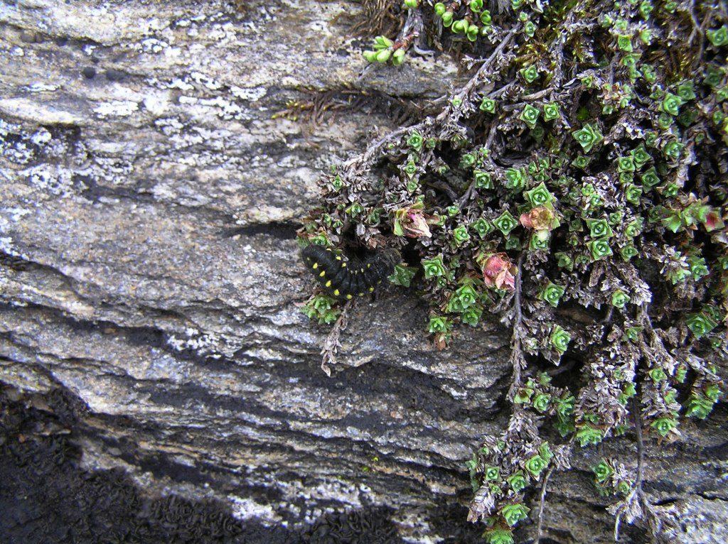 questo fiore � mio!