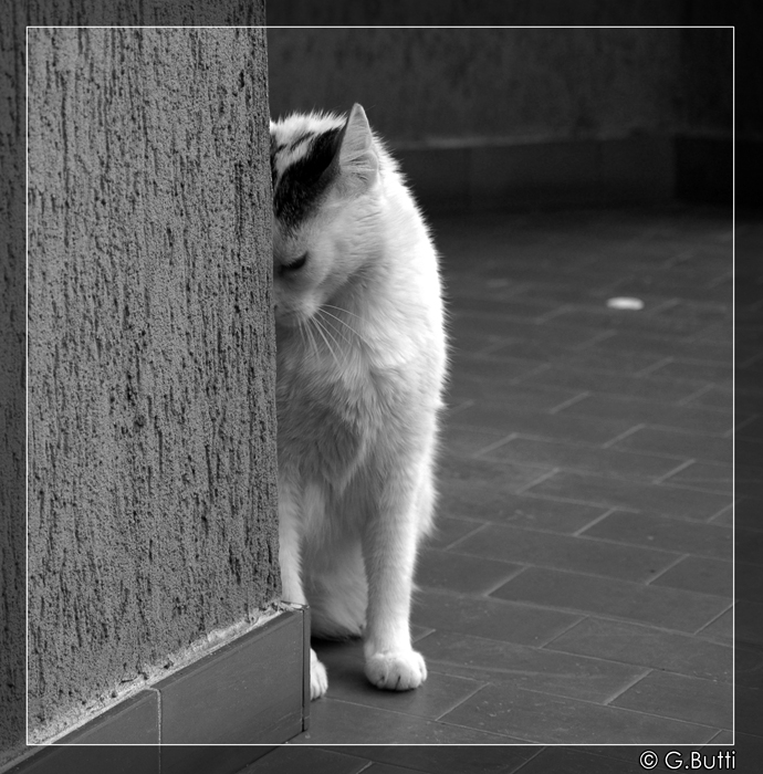 Niente foto..sono timido..