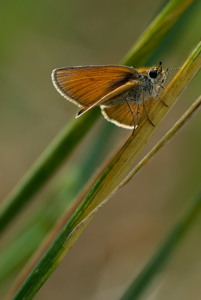 Farfallina Morbidosa
