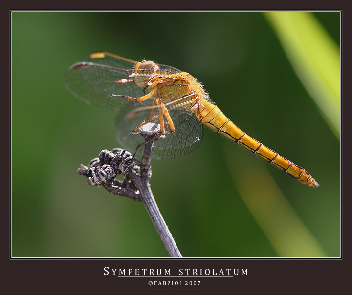 CONTROLUCE...... VIRTUOSO....... AI PIANI ALTI