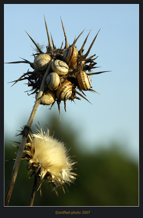 L' albero delle chiocciole