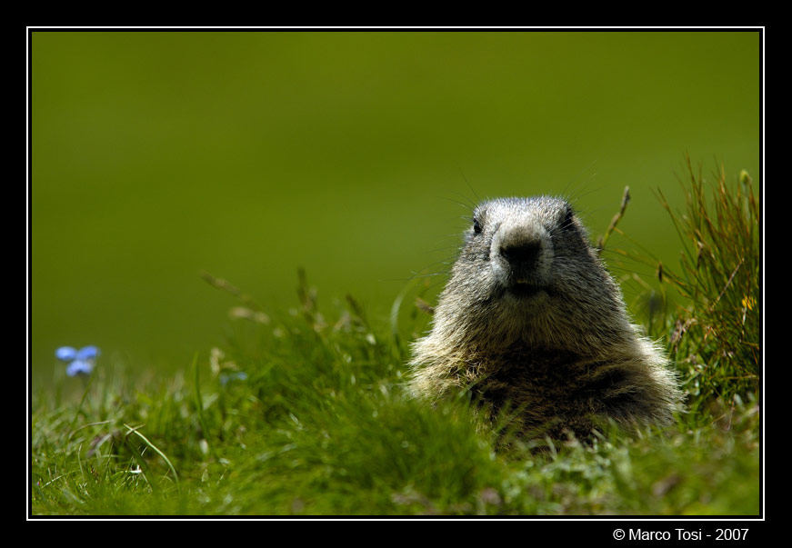 Marmotta Nivolet