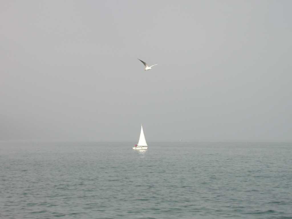 Il gabbiano nella foschia d'ottobre