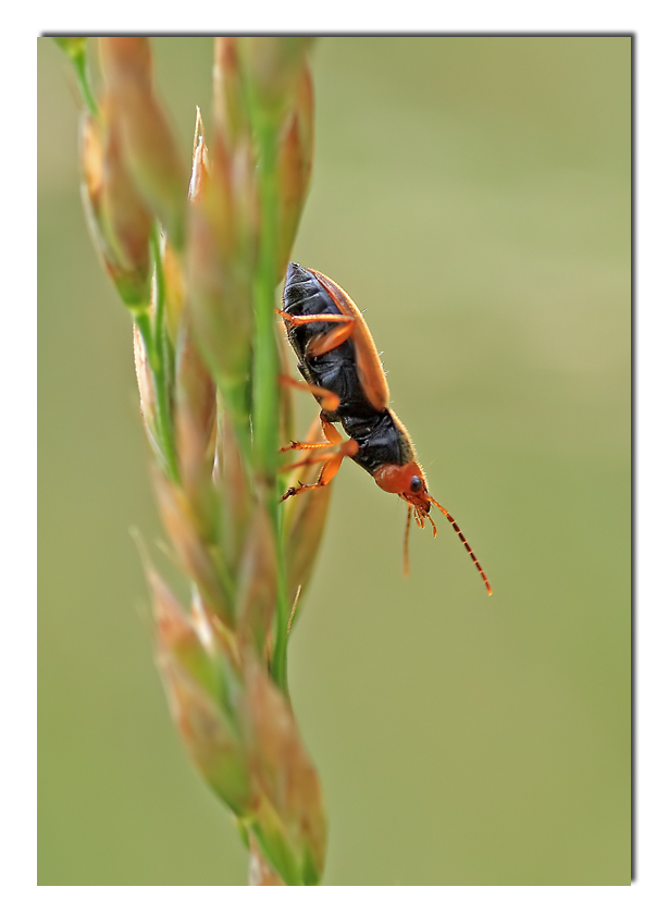 c'� chi sale e chi scende....