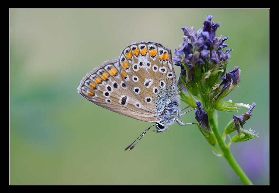 Sfondo pastello (licenide)
