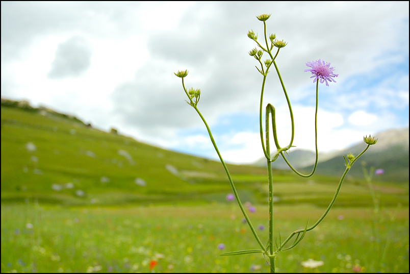 Piana di Castelluccio, 17-06-07 (1)