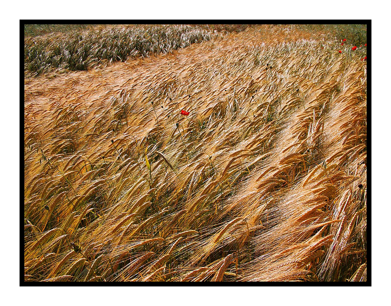 .....un fiume di grano............