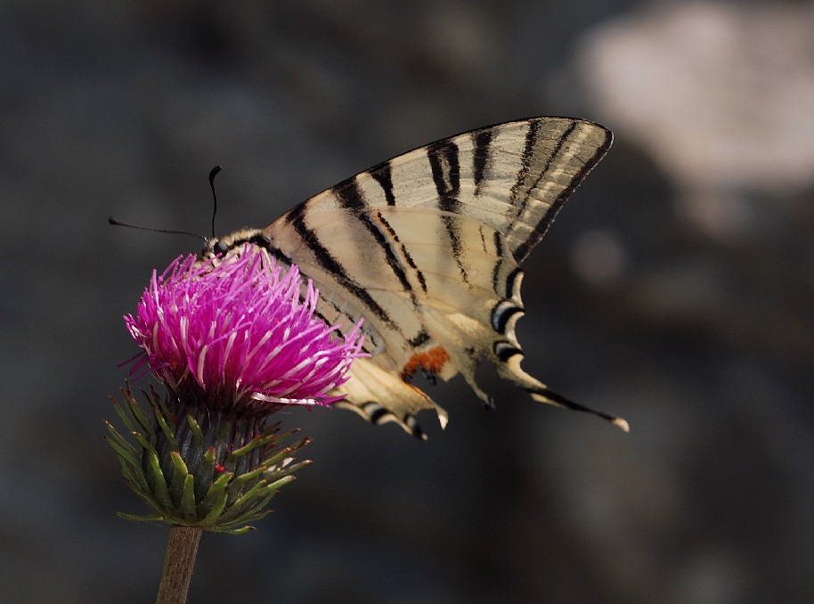 non c'� pi� coda.........