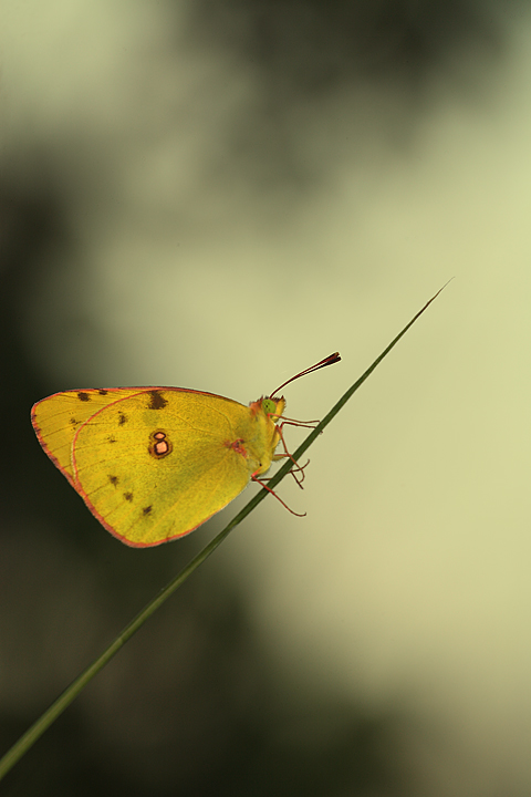 nella nebbia..........