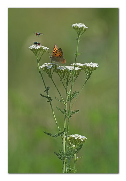 Lass� ci dev'essere qualcosa di buono!