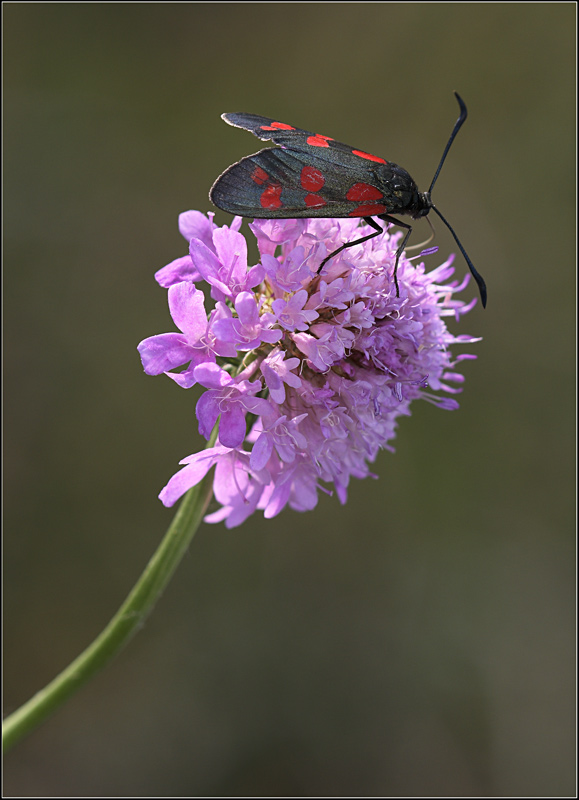 rossonero pigioso ..
