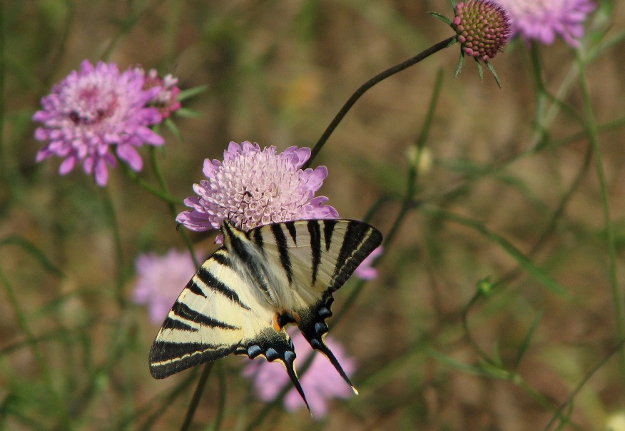 Un fiore di podalirio