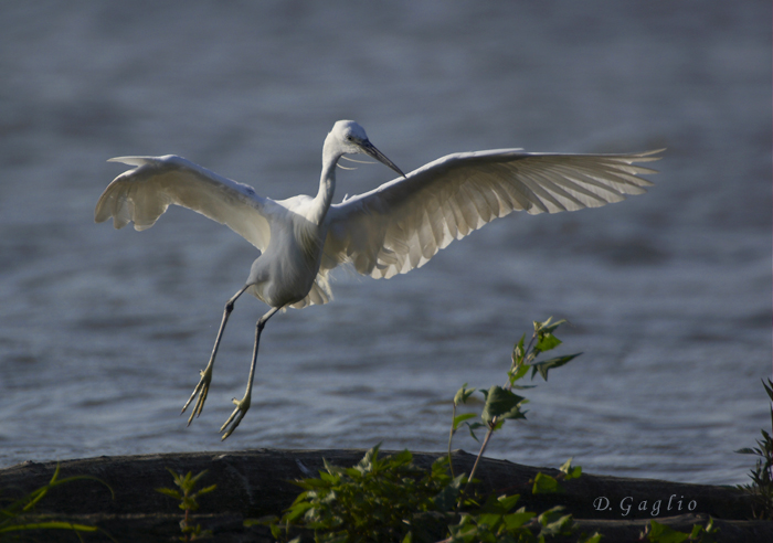 Egretta garzetta