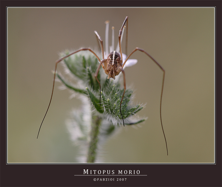 Mitopus morio 2