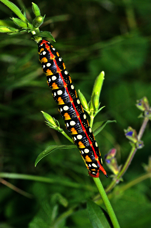 bruco  foto del 21 / 06 / 07 ore 21 circa