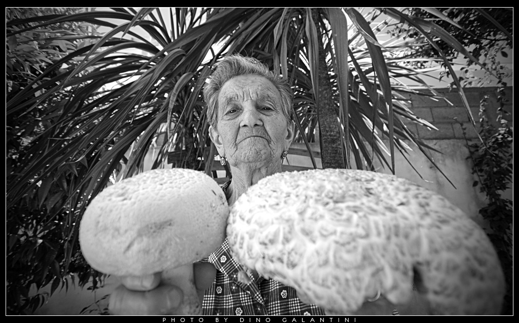 La cercatrice di funghi 2