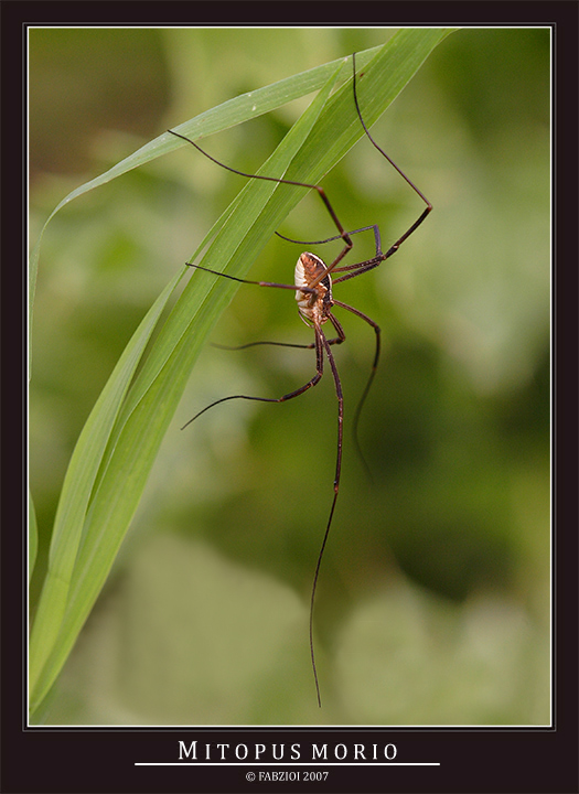 Quasi come...  Jack Scheletron!