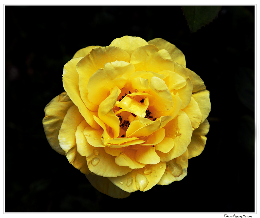 Una splendida maturit�.... in giallo