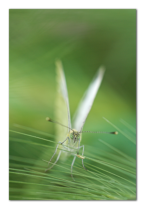 La prigione incantata