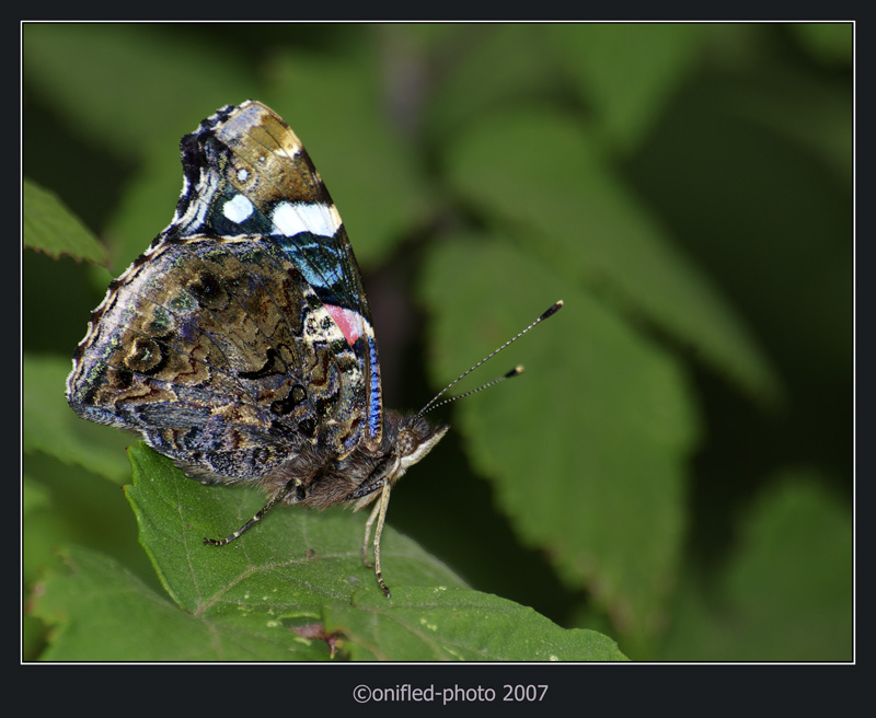 Vanessa Atalanta...forse?