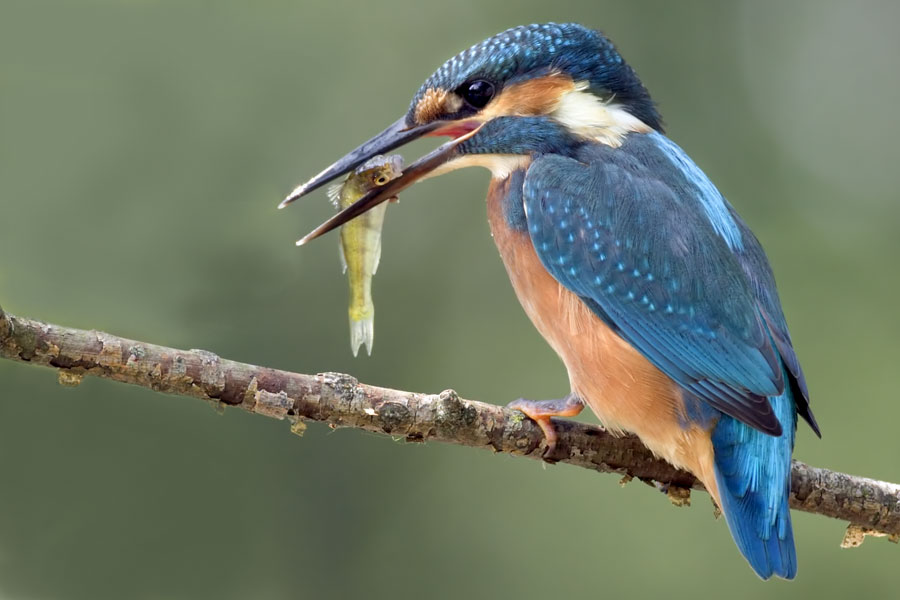 Martino con alborella