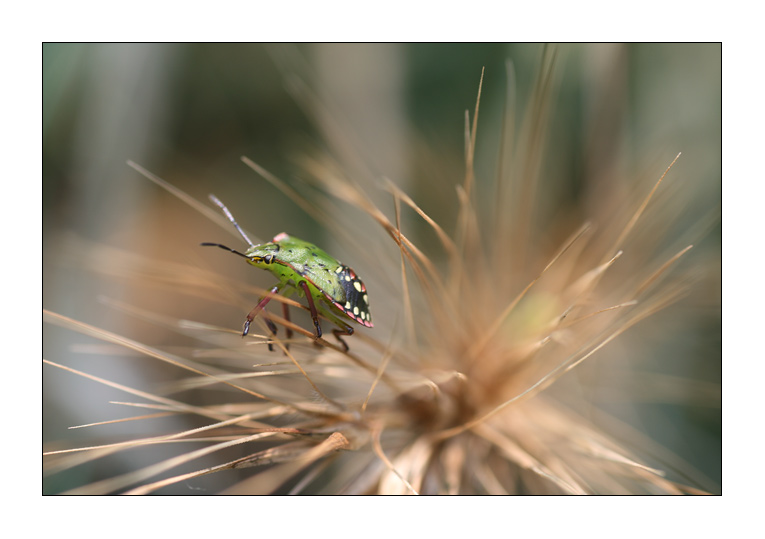 Quattro passi sulle spighe