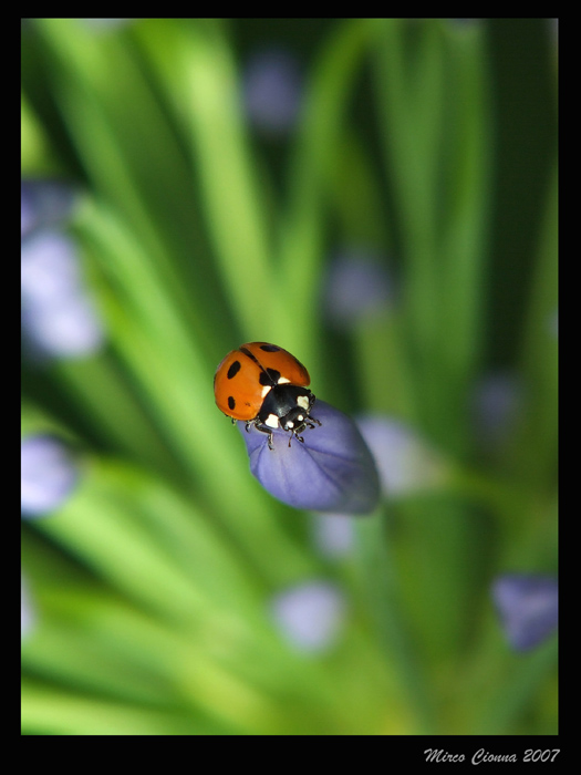Coccinella