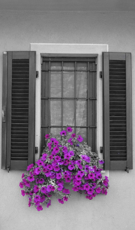 la finestra sul cortile