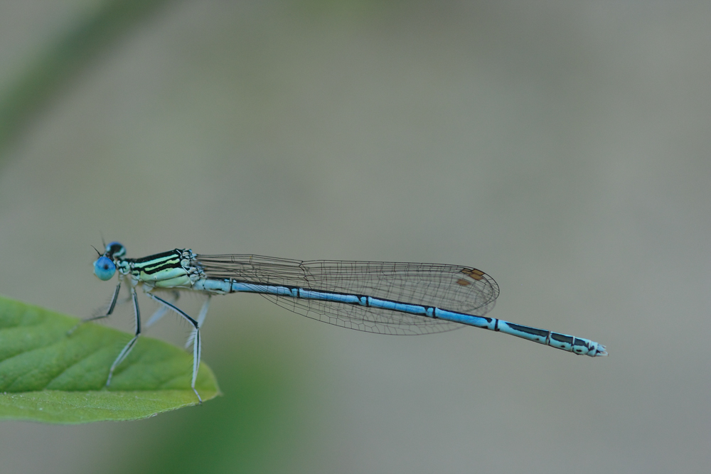 sempre � solo lei,(damgella)