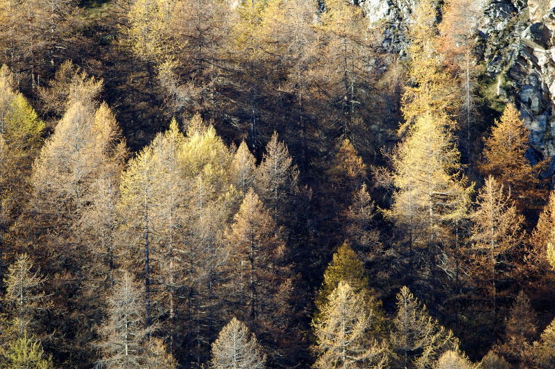Colori d'autunno