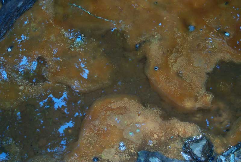 forestapaimpontacqua