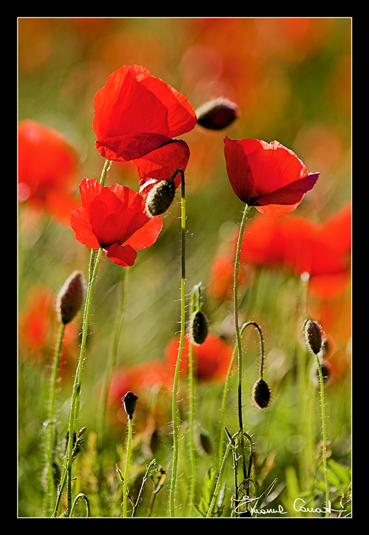 ...papaveri...