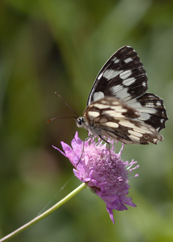 melanargia