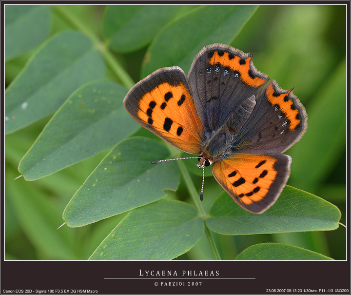 LYCAENA PHLAEAS