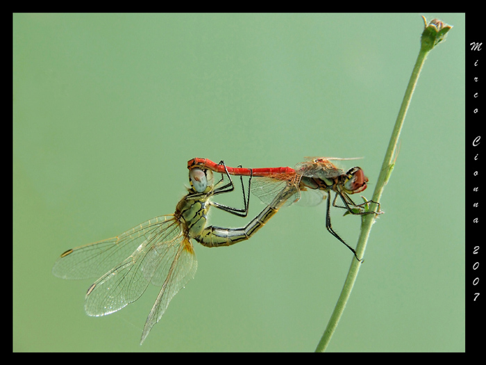 Come bandiere al vento