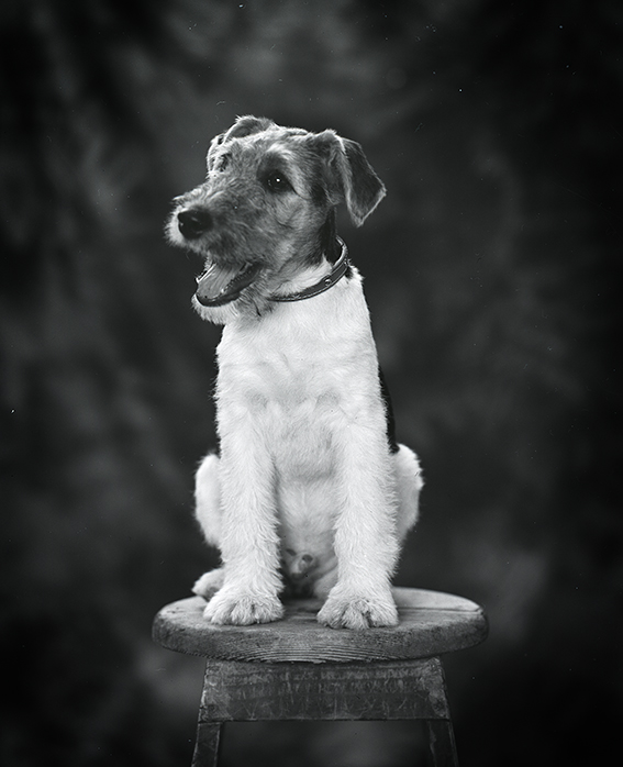 Oliver2