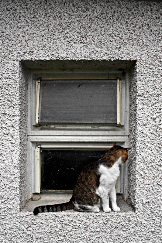 curiosit�
