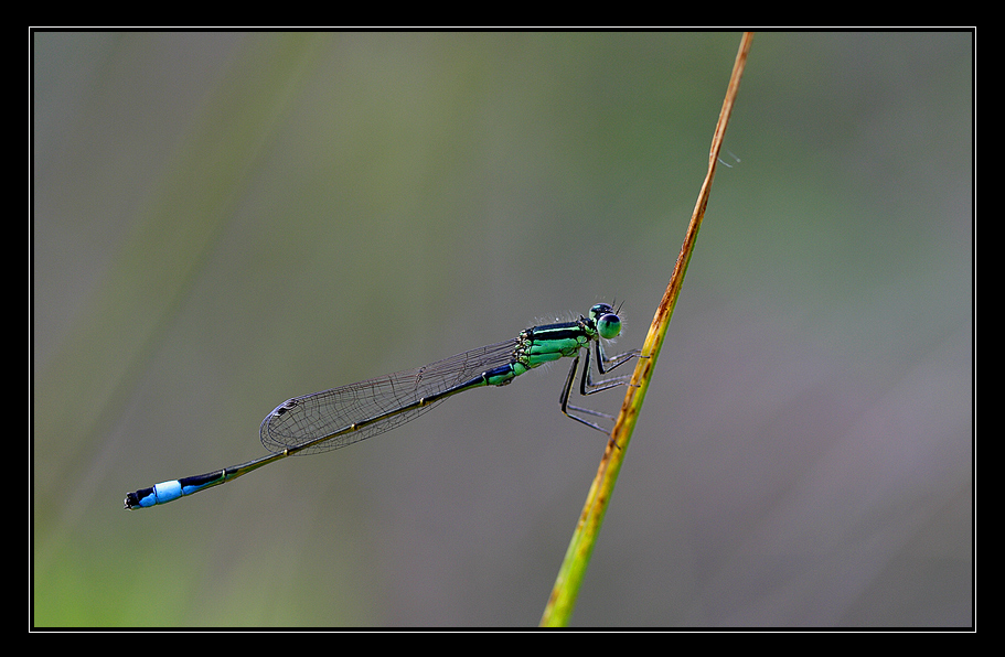 Bicolore. (Damigella)