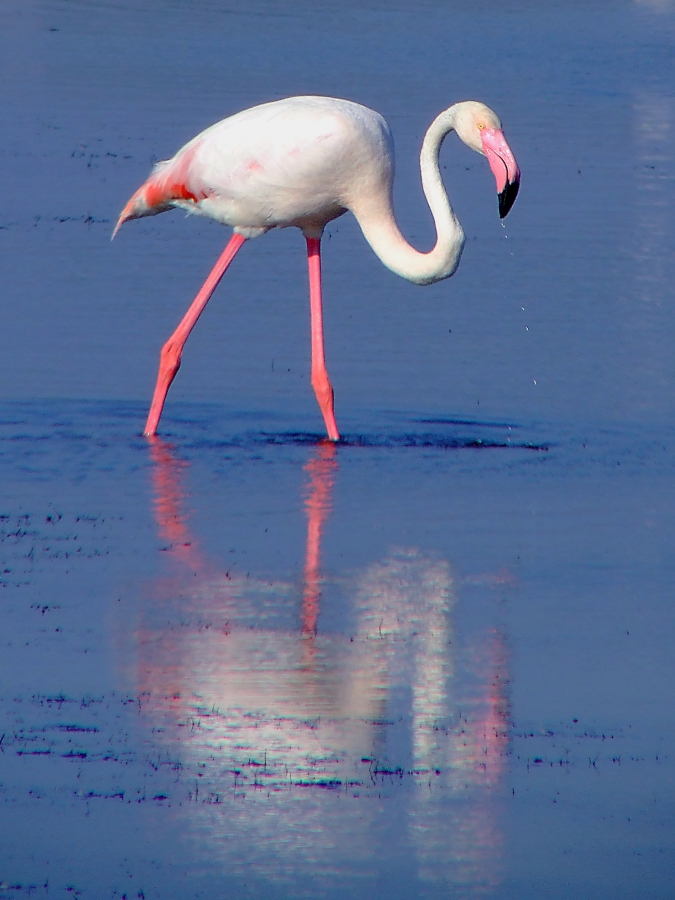 S ... come fenicottero