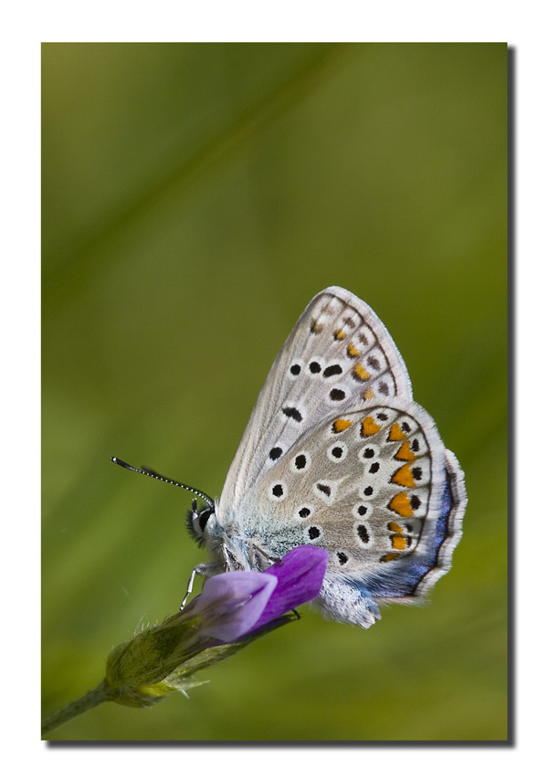 Lysandra bellargus m.