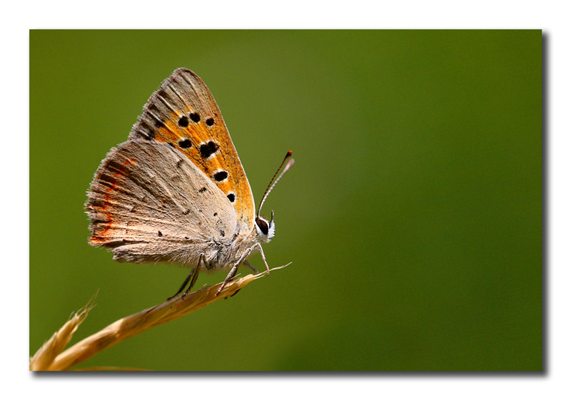 Lycaena phleas