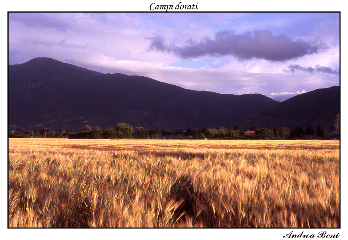 Campi dorati
