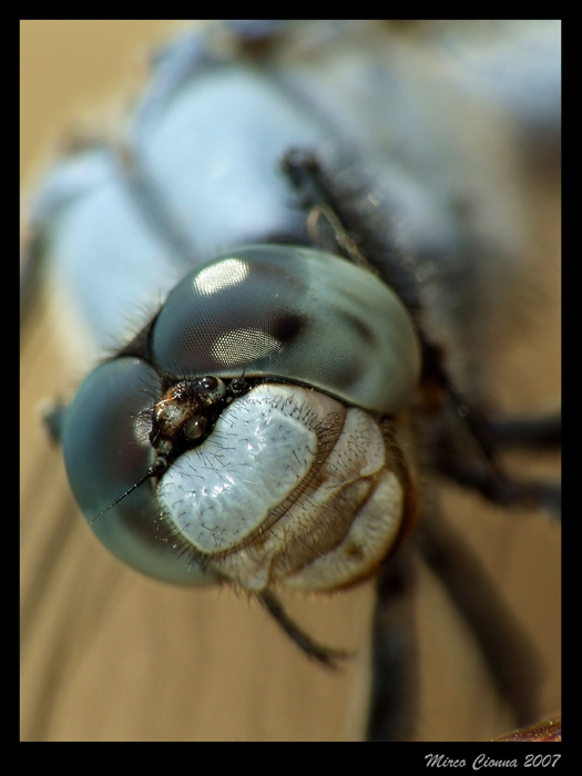 Faccia da .. libellula